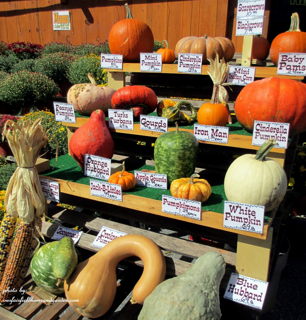 Gourd Identification https://ourfairfieldhomeandgarden.com/field-trip-gourds-galore-and-norman-the-pot-bellied-pig-at-marinis-market/