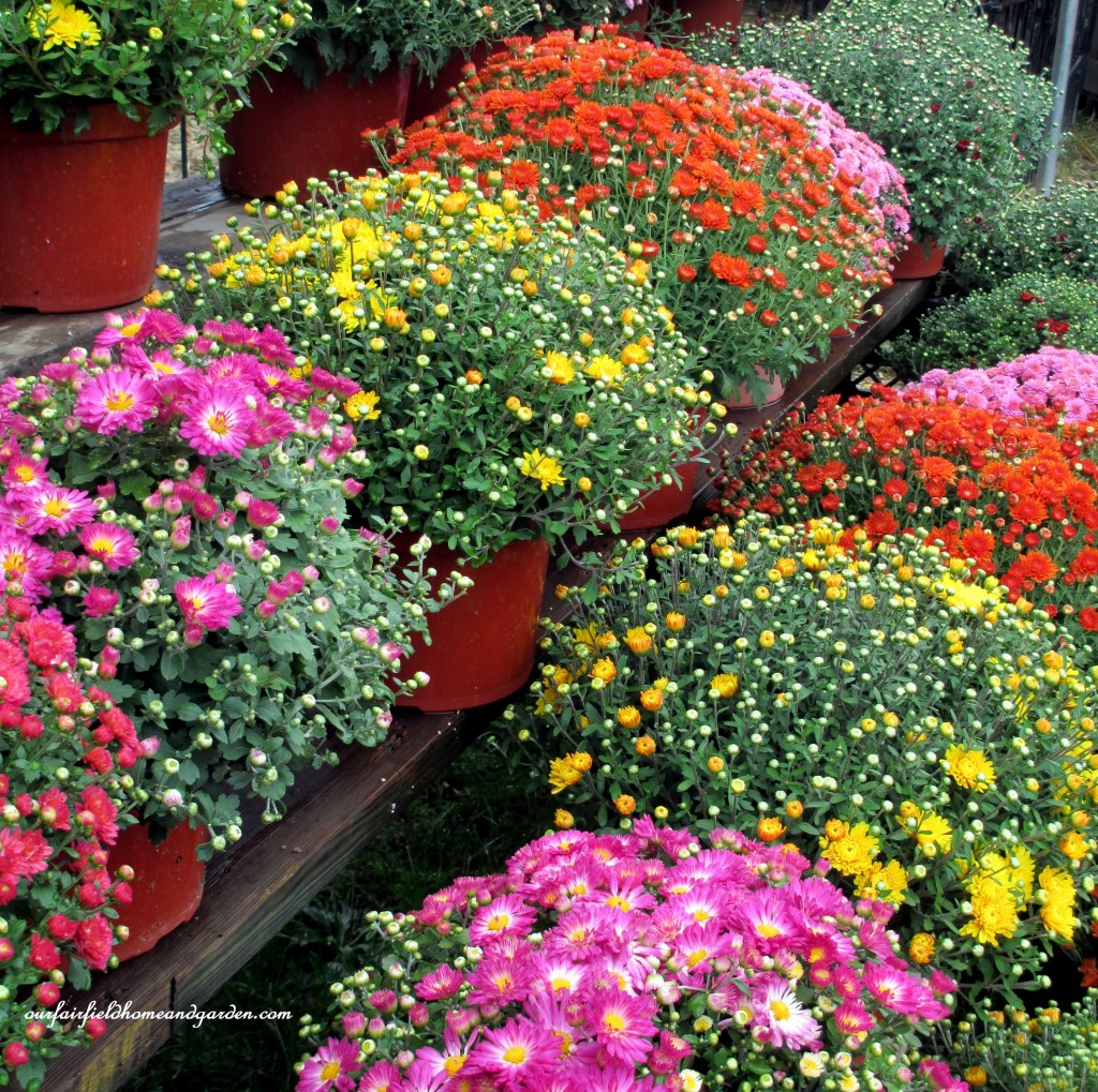 Mums https://ourfairfieldhomeandgarden.com/field-trip-gourds-galore-and-norman-the-pot-bellied-pig-at-marinis-market/