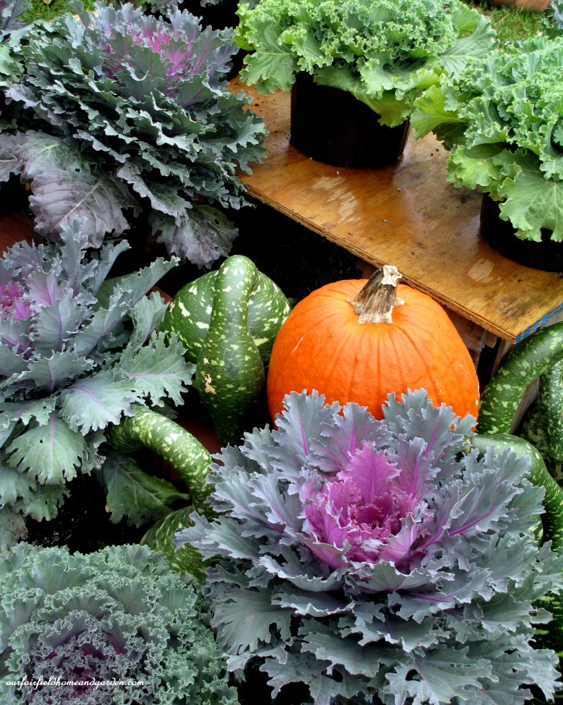 Kale https://ourfairfieldhomeandgarden.com/field-trip-gourds-galore-and-norman-the-pot-bellied-pig-at-marinis-market/