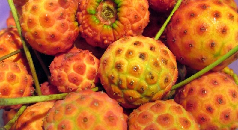 Kousa Dogwood fruits1 https://ourfairfieldhomeandgarden.com/field-trip-join-me-on-a-taste-test-of-wild-ornamental-plants-at-thedch-with-aubree-davis/