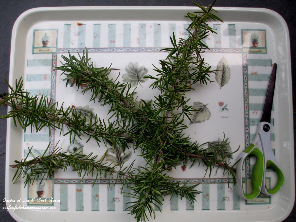 Make a Rosemary Wreath https://ourfairfieldhomeandgarden.com/diy-project-make-a-fresh-rosemary-wreath/