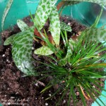 Terrarium DIY https://ourfairfieldhomeandgarden.com/diy-project-design-a-rustic-cottage-getaway-in-a-terrarium/