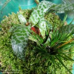 Terrarium DIY https://ourfairfieldhomeandgarden.com/diy-project-design-a-rustic-cottage-getaway-in-a-terrarium/