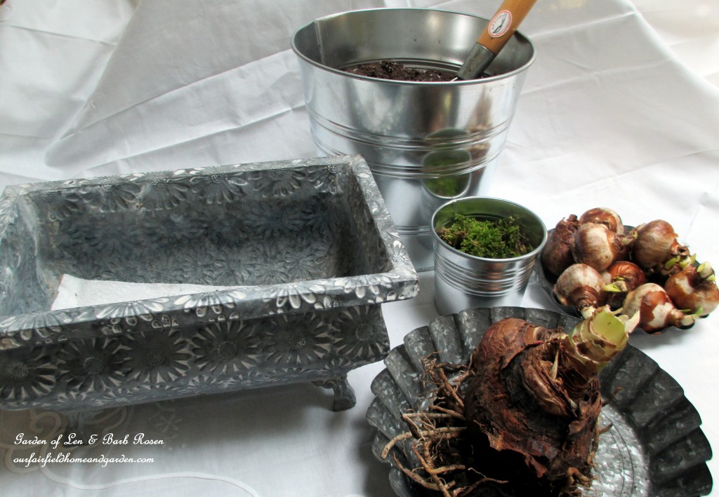 forcing bulbs forcing bulbs https://ourfairfieldhomeandgarden.com/diy-project-save-money-by-creating-your-own-fancy-potted-paperwhites-amaryllis-bulb-gardens-as-holiday-gifts-or-decorations/