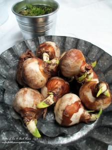 forcing bulbs https://ourfairfieldhomeandgarden.com/diy-project-save-money-by-creating-your-own-fancy-potted-paperwhites-amaryllis-bulb-gardens-as-holiday-gifts-or-decorations/
