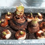 forcing bulbs https://ourfairfieldhomeandgarden.com/diy-project-save-money-by-creating-your-own-fancy-potted-paperwhites-amaryllis-bulb-gardens-as-holiday-gifts-or-decorations/
