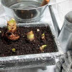 forcing bulbs https://ourfairfieldhomeandgarden.com/diy-project-save-money-by-creating-your-own-fancy-potted-paperwhites-amaryllis-bulb-gardens-as-holiday-gifts-or-decorations/