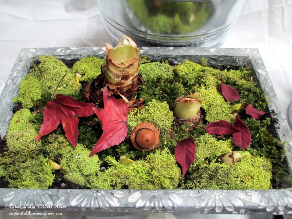 forcing bulbs forcing bulbs https://ourfairfieldhomeandgarden.com/diy-project-save-money-by-creating-your-own-fancy-potted-paperwhites-amaryllis-bulb-gardens-as-holiday-gifts-or-decorations/