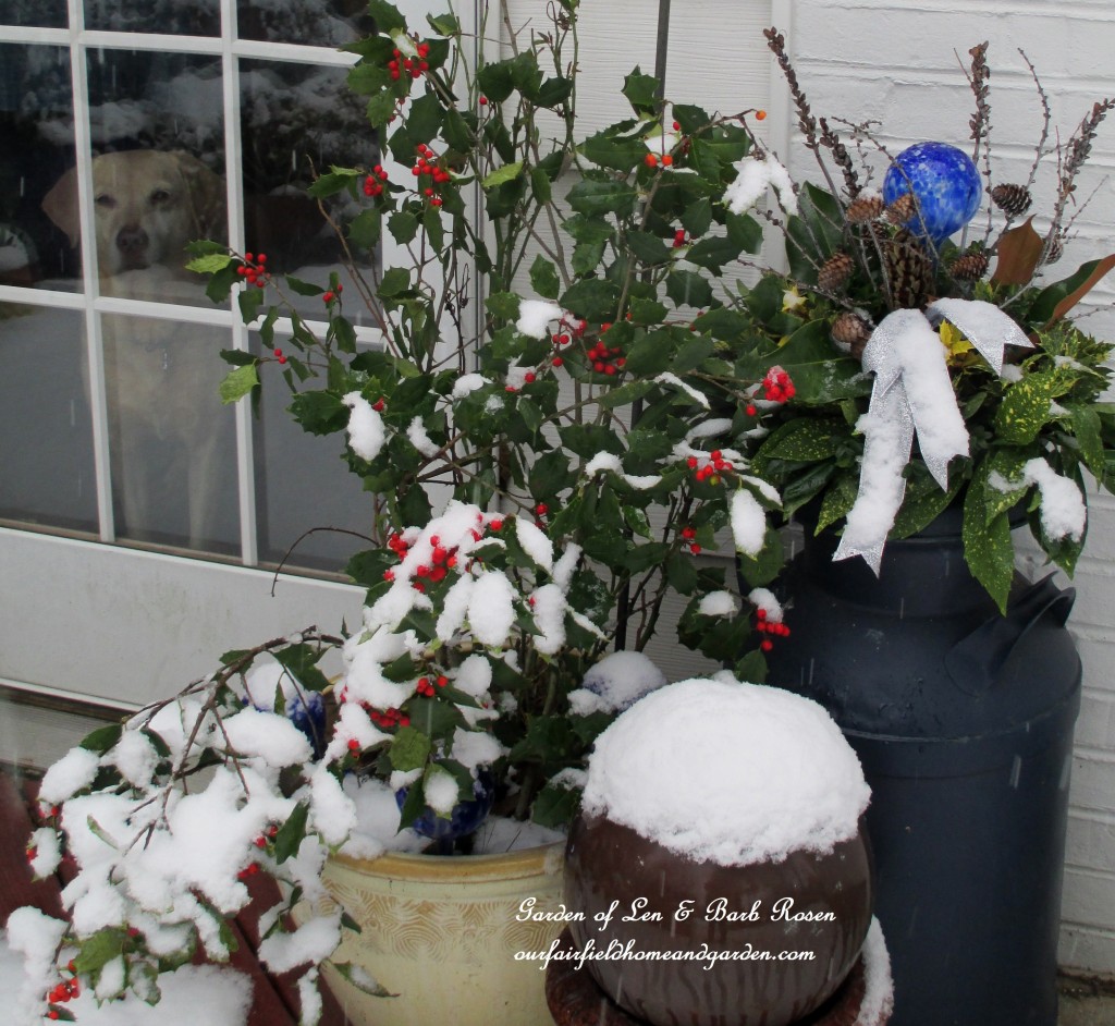 Chelsea Sue watching the snow fall https://ourfairfieldhomeandgarden.com/winter-wonderland-it-finally-snowed/