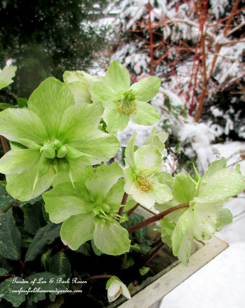 Hellebores https://ourfairfieldhomeandgarden.com/winter-wonderland-it-finally-snowed/