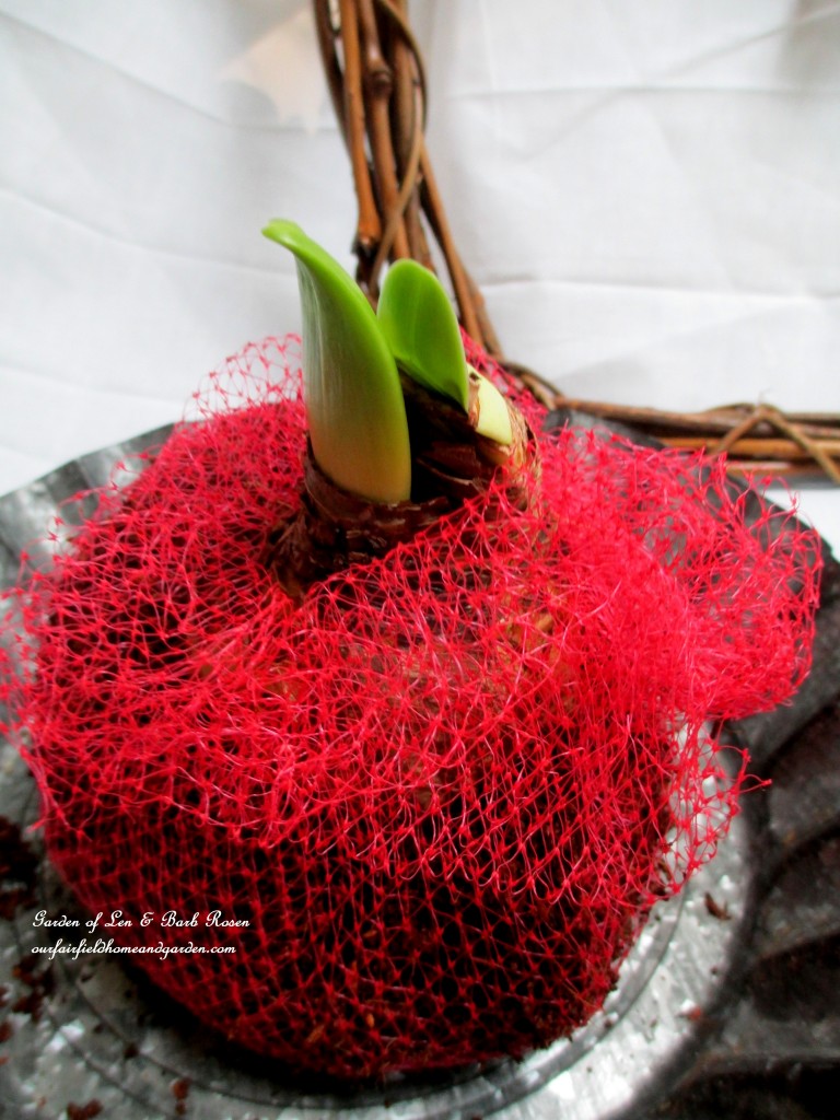 amaryllis bulbs set in potting soil wrapped in netting https://ourfairfieldhomeandgarden.com/diy-amaryllis-heart-wreath/