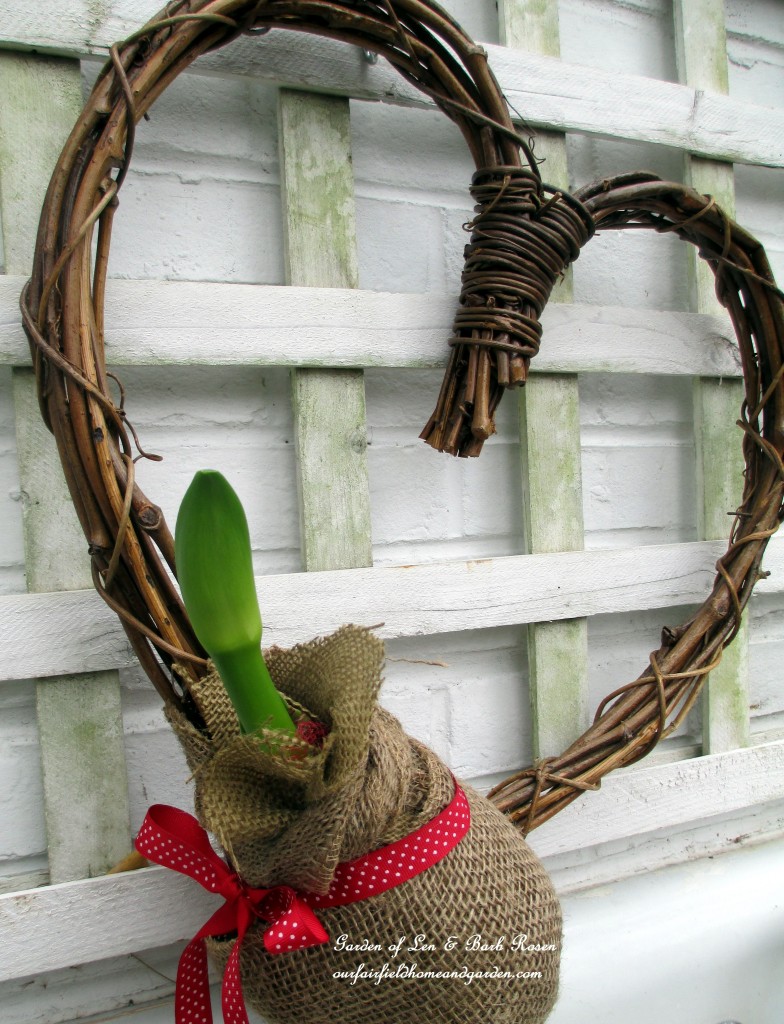 stalks starting to grow https://ourfairfieldhomeandgarden.com/diy-amaryllis-heart-wreath/
