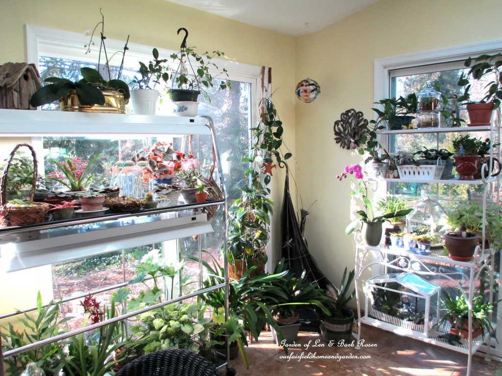 sunny Garden Room on a January morning https://ourfairfieldhomeandgarden.com/my-winter-sanctuary-scenes-from-a-garden-room/