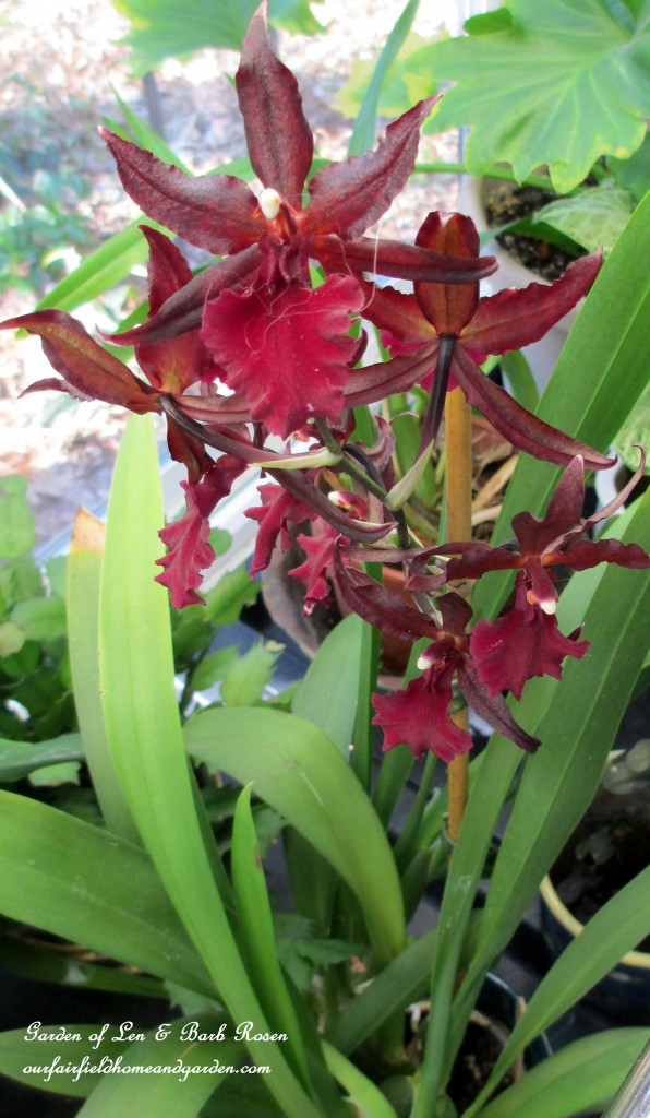 orchids bloom year-round https://ourfairfieldhomeandgarden.com/my-winter-sanctuary-scenes-from-a-garden-room/