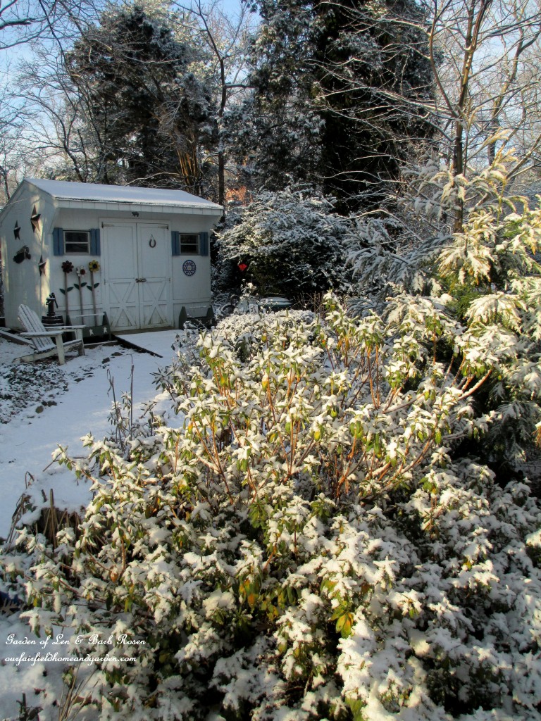 back to the garden shed https://ourfairfieldhomeandgarden.com/january-winter-garden/