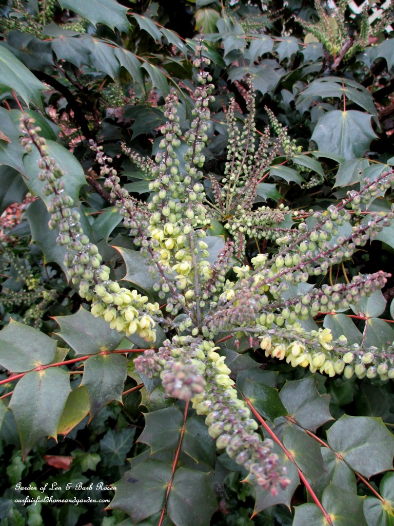 Mahonia Japonica just starting to bloom in mid-January https://ourfairfieldhomeandgarden.com/heart-home-valentines-day-is-coming/