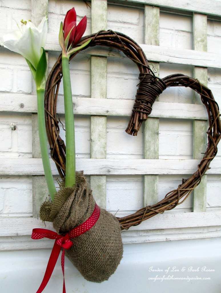Amaryllis Heart https://ourfairfieldhomeandgarden.com/be-my-valentine-valentine-decor/