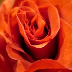 terra-cotta rose