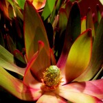 protea