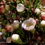 wax flowers