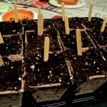 Tray planted and ready to go home. https://ourfairfieldhomeandgarden.com/dch-workshop-pushing-spring-early-planting-for-the-impatient-gardener-with-alice-george-davis/
