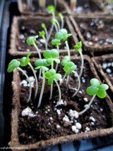 Bok Choy seedlings https://ourfairfieldhomeandgarden.com/dch-workshop-pushing-spring-early-planting-for-the-impatient-gardener-with-alice-george-davis/