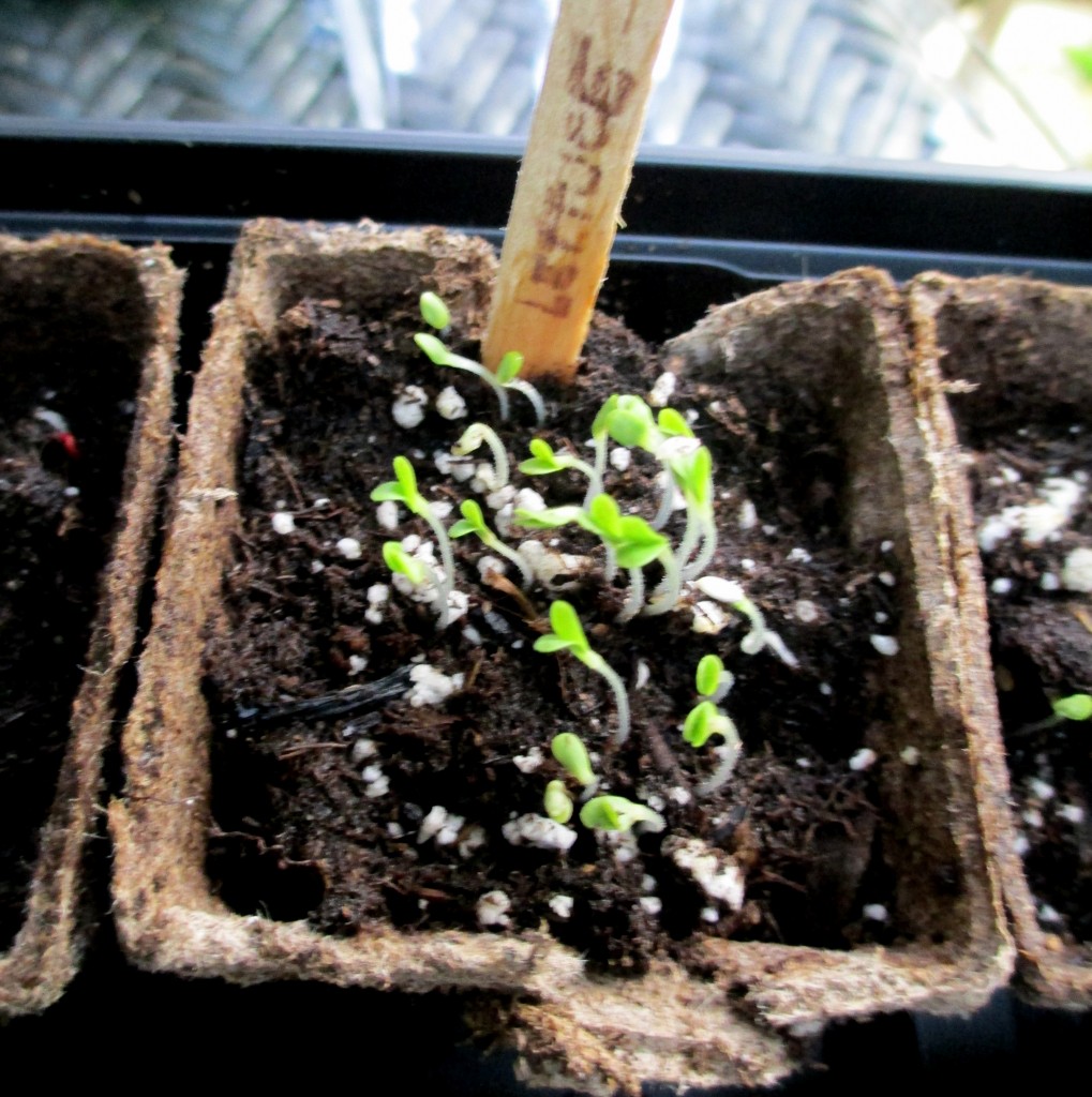 Lettuce sprouts after five days https://ourfairfieldhomeandgarden.com/dch-workshop-pushing-spring-early-planting-for-the-impatient-gardener-with-alice-george-davis/