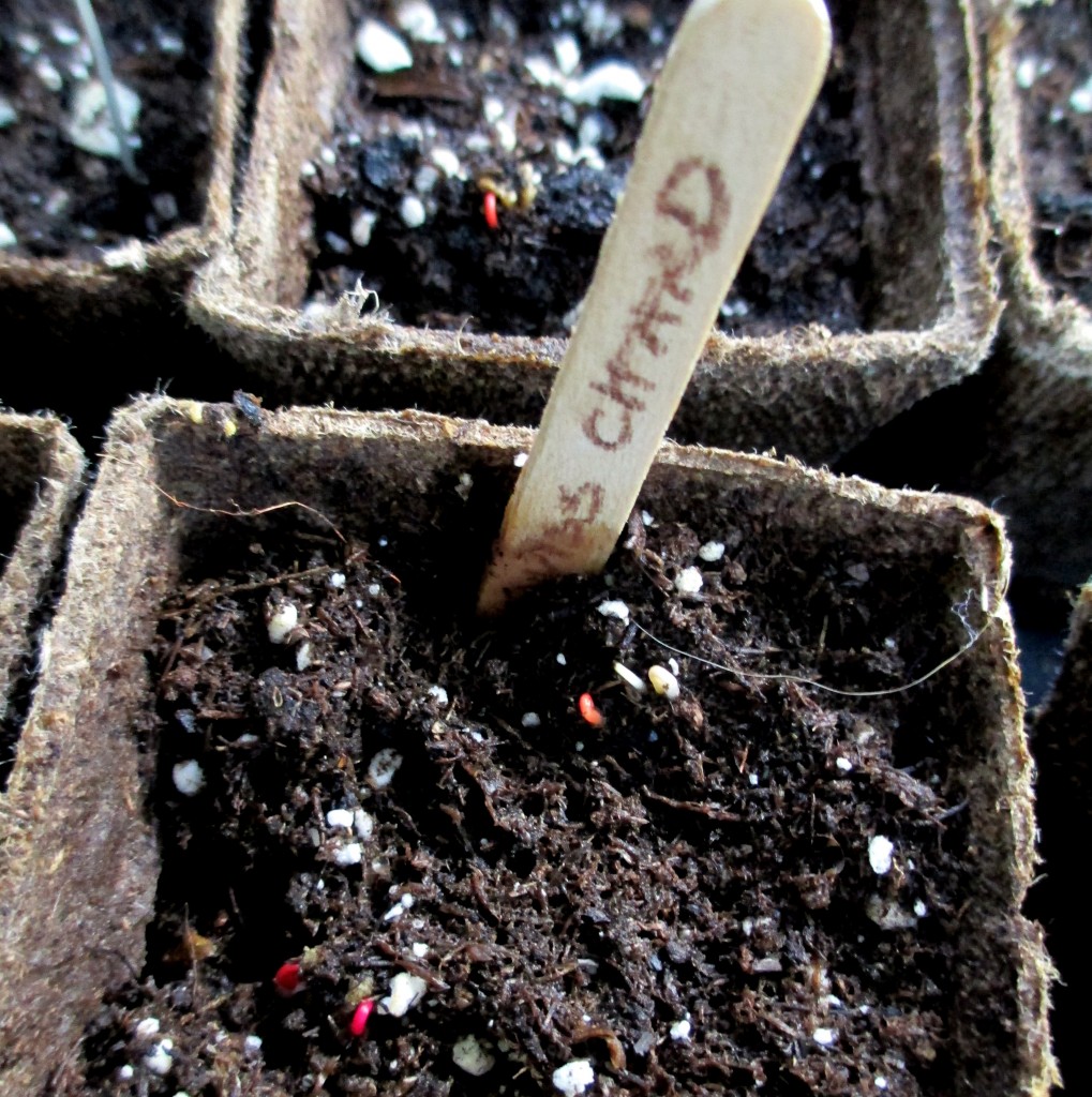 Swiss Chard emerging after just five days! https://ourfairfieldhomeandgarden.com/dch-workshop-pushing-spring-early-planting-for-the-impatient-gardener-with-alice-george-davis/