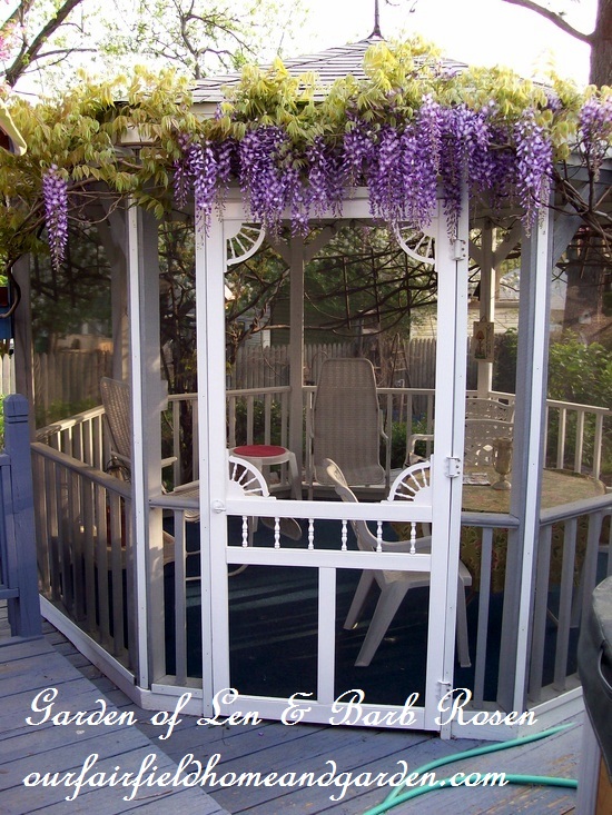 Wisteria on the gazebo in spring https://ourfairfieldhomeandgarden.com/a-trip-down-memory-lane-my-former-garden/