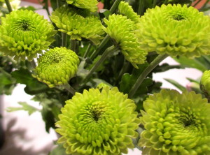 Button Mums