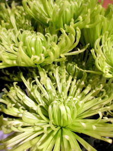 Spider Mums
