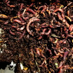 add the red wriggler worms