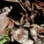 mix a few handfuls of peat moss with the wet newspaper and toss lightly