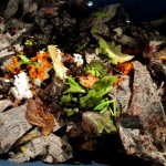 Vericompost Bin https://ourfairfieldhomeandgarden.com/diy-project-vermicomposting-in-a-tub-in-a-few-easy-steps/