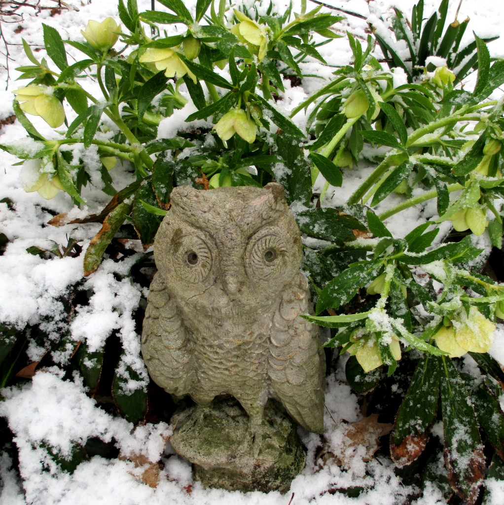 Owl in the White Hellebores https://ourfairfieldhomeandgarden.com/spring-snow-march-25th-the-groundhog-lied/