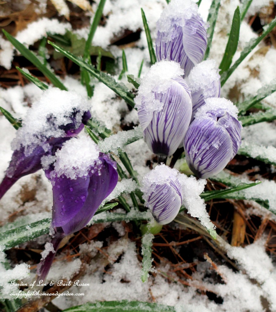 Snow Crocus https://ourfairfieldhomeandgarden.com/spring-snow-march-25th-the-groundhog-lied/