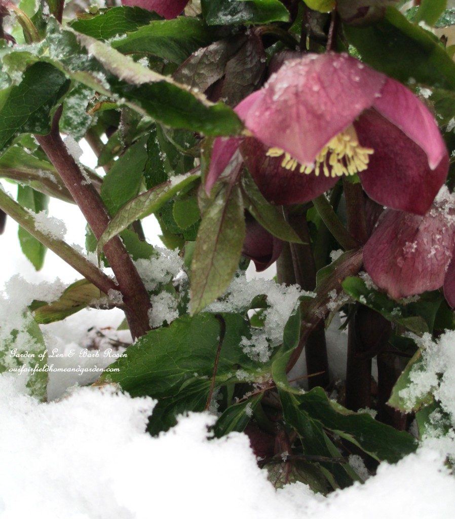 Pink Hellebore in the snow https://ourfairfieldhomeandgarden.com/spring-snow-march-25th-the-groundhog-lied/