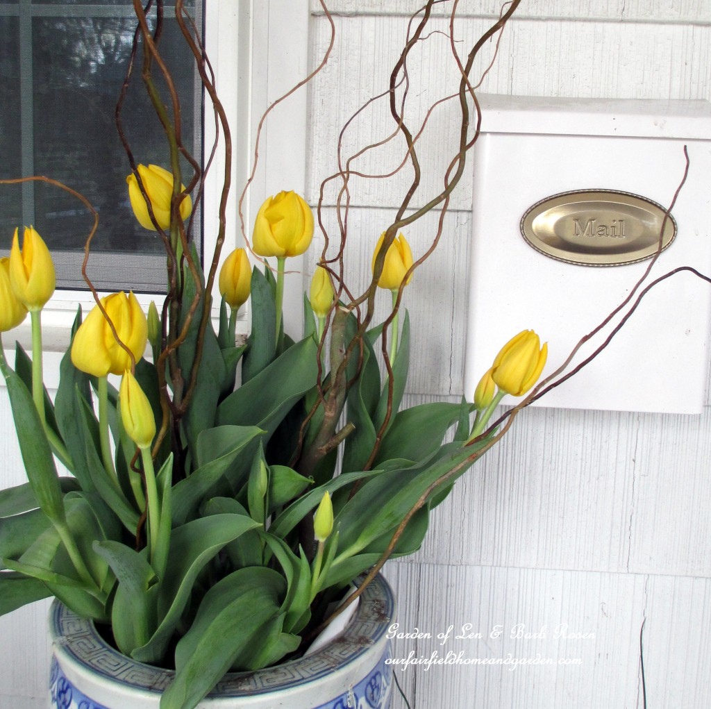 spring tulips https://ourfairfieldhomeandgarden.com/spring-is-busting-out-all-over/