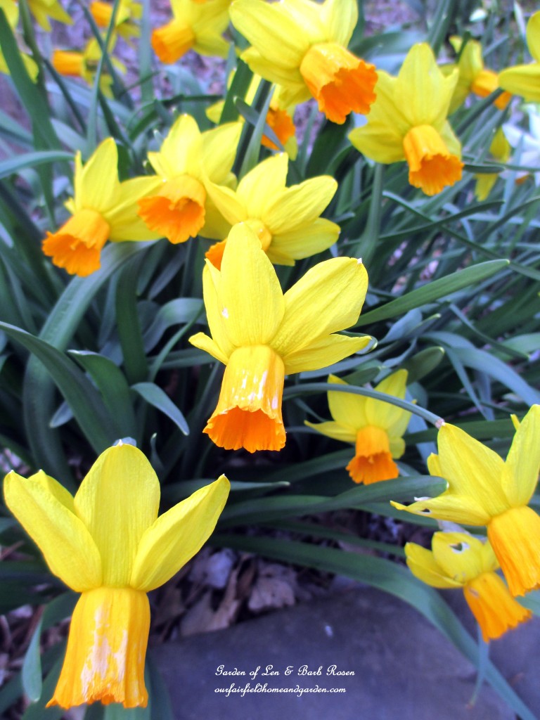"Jet Fire" Daffodils https://ourfairfieldhomeandgarden.com/spring-is-here-early-spring-blossoms/
