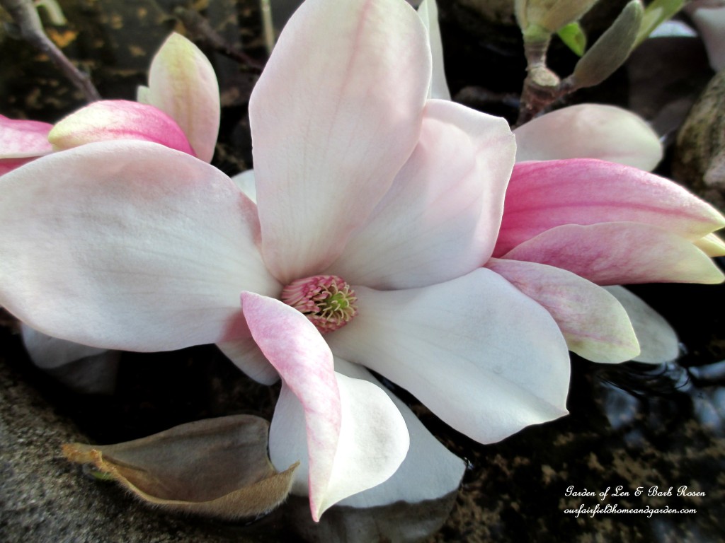 Tulip Magnolia Bloom https://ourfairfieldhomeandgarden.com/spring-is-here-early-spring-blossoms/