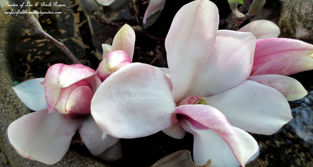 Tulip Magnolia Blooms https://ourfairfieldhomeandgarden.com/spring-is-here-early-spring-blossoms/