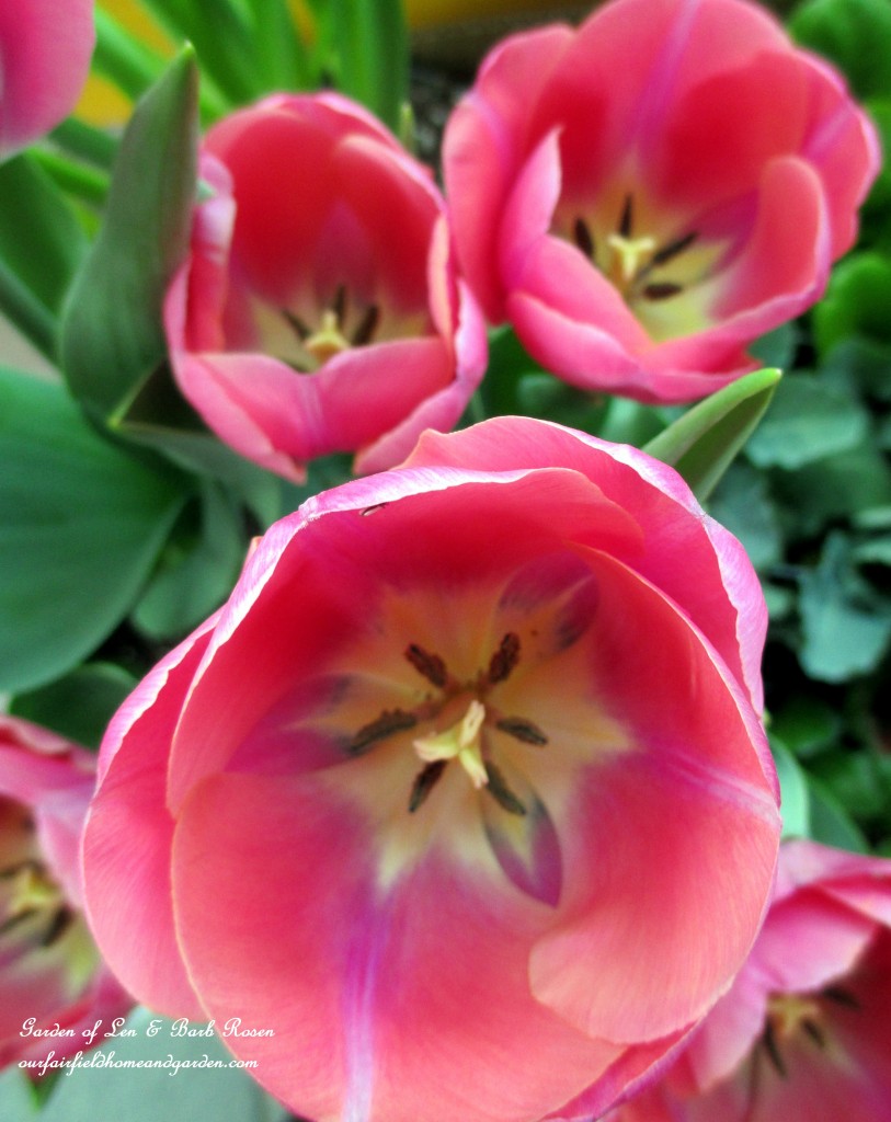 Pink Tulips https://ourfairfieldhomeandgarden.com/spring-is-here-early-spring-blossoms/