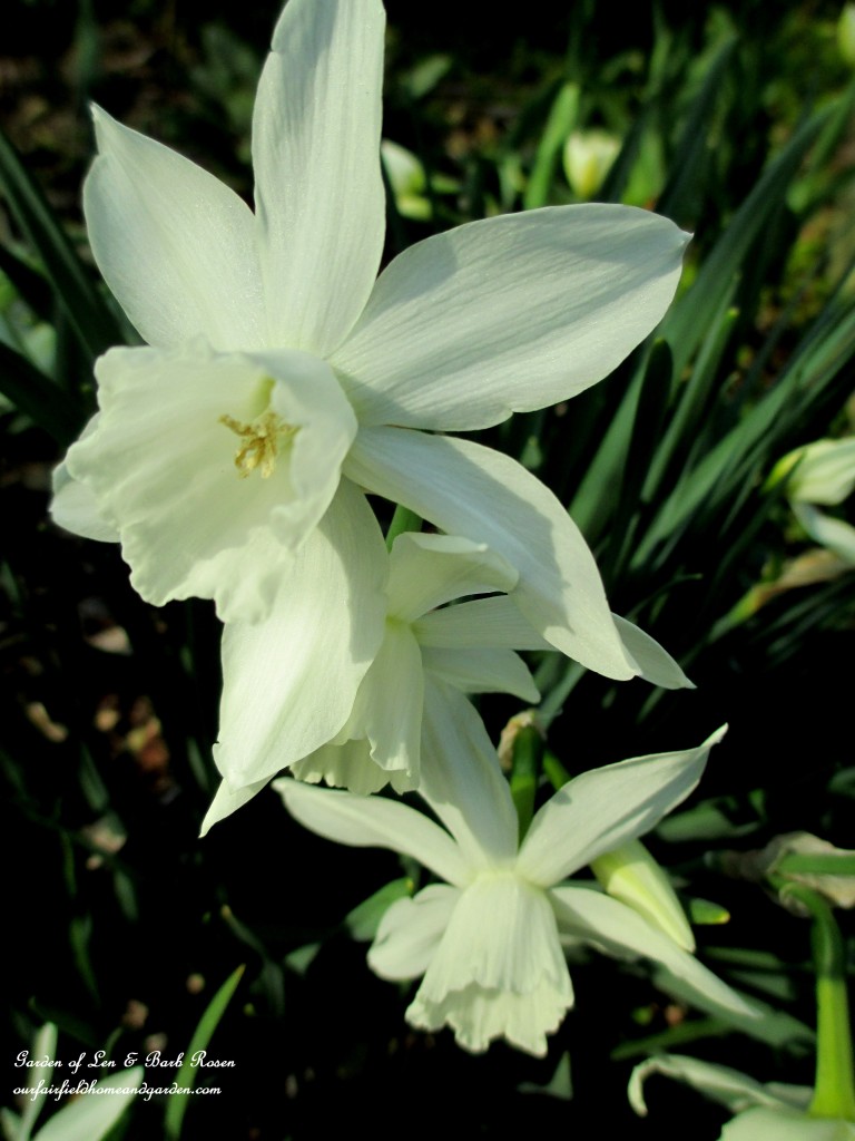 "Thalia" Narcissus https://ourfairfieldhomeandgarden.com/spring-is-here-early-spring-blossoms/