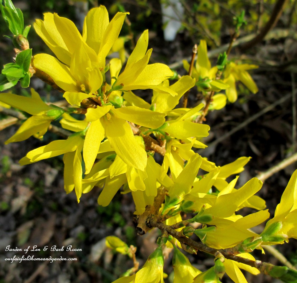 Forsythia blooming https://ourfairfieldhomeandgarden.com/spring-is-here-early-spring-blossoms/