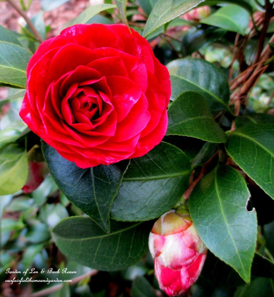 Camellia "Black Tie" https://ourfairfieldhomeandgarden.com/spring-is-here-early-spring-blossoms/