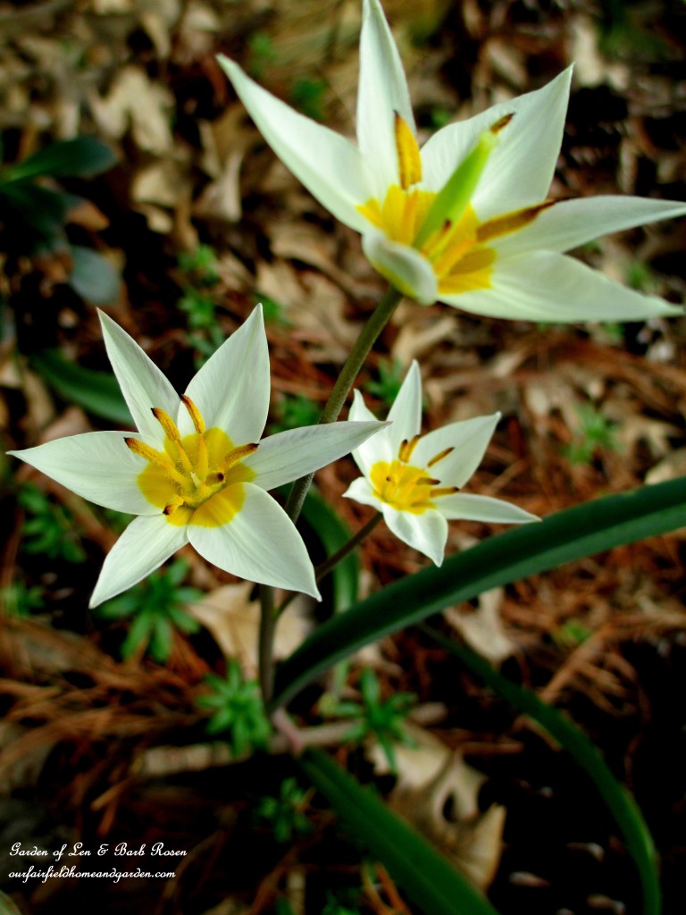 Tulip Tarda https://ourfairfieldhomeandgarden.com/spring-is-here-early-spring-blossoms/