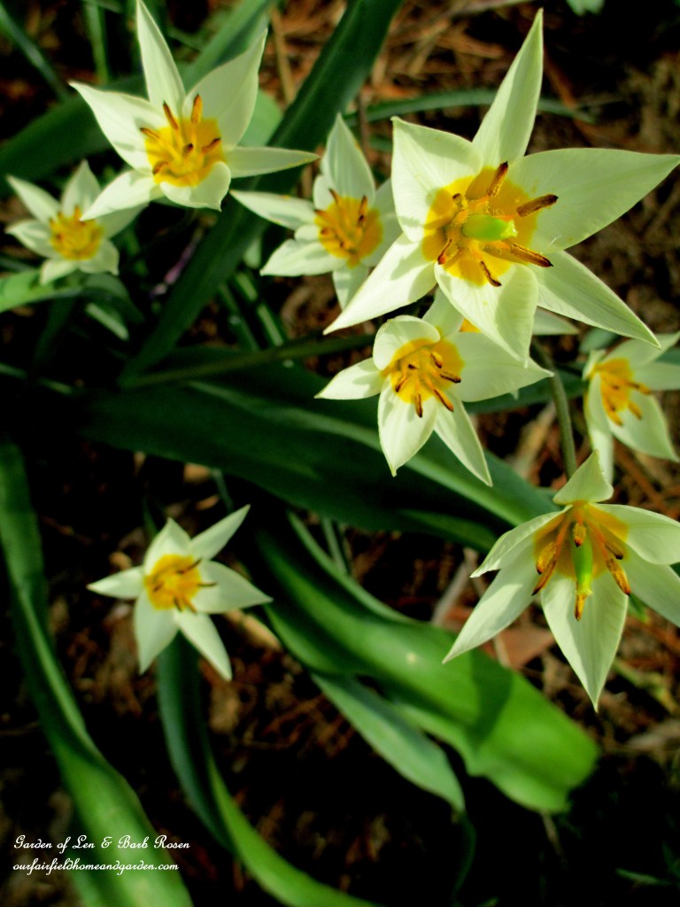 Tulip Tarda https://ourfairfieldhomeandgarden.com/spring-is-here-early-spring-blossoms/