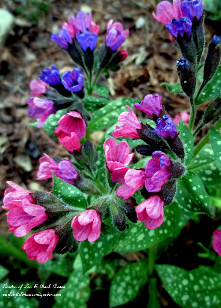 Plumbago, also known as Leadwort https://ourfairfieldhomeandgarden.com/spring-is-here-early-spring-blossoms/