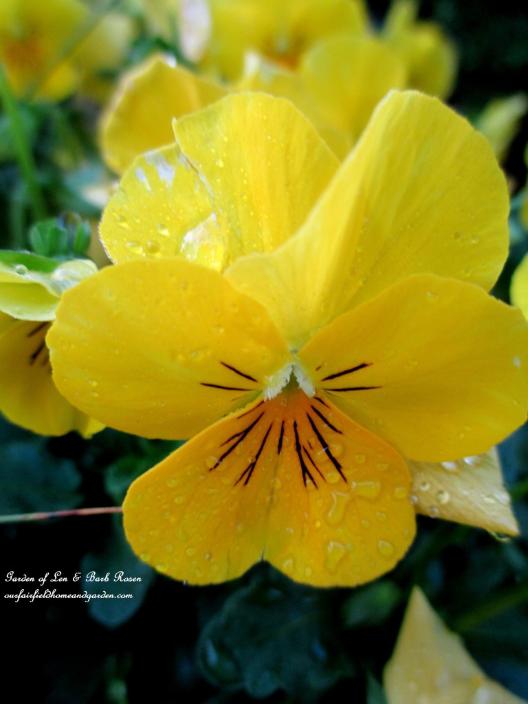tiny yellow Violas https://ourfairfieldhomeandgarden.com/mid-april-spring-blooms-in-the-garden/