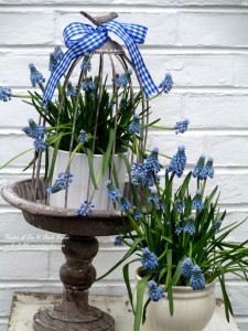 Muscari cloche https://ourfairfieldhomeandgarden.com/mid-april-spring-blooms-in-the-garden/